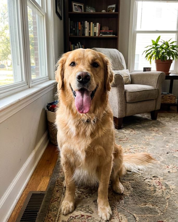 A pet owner's candid photo of a golden retriever, before the portrait